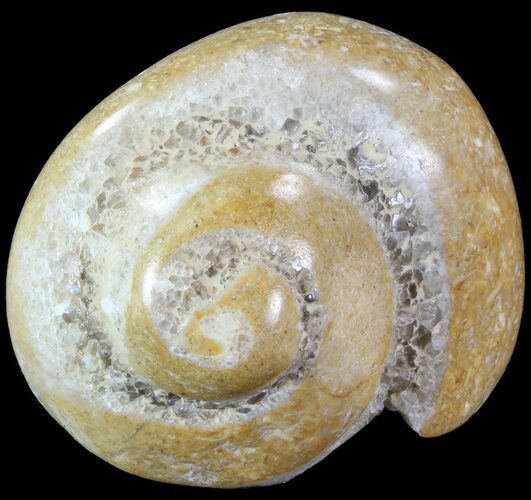 Polished Fossil Gastropod - Madagascar #70686